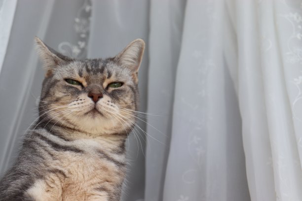 猫在花边窗帘前面。图片下载