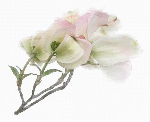 白花山茱萸枝上的水彩插画效果图片下载