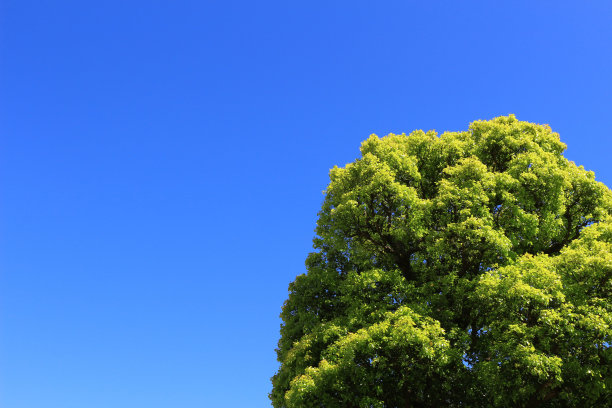 一棵长着许多嫩绿叶子的大树，挺立在清澈的春天的天空下图片下载