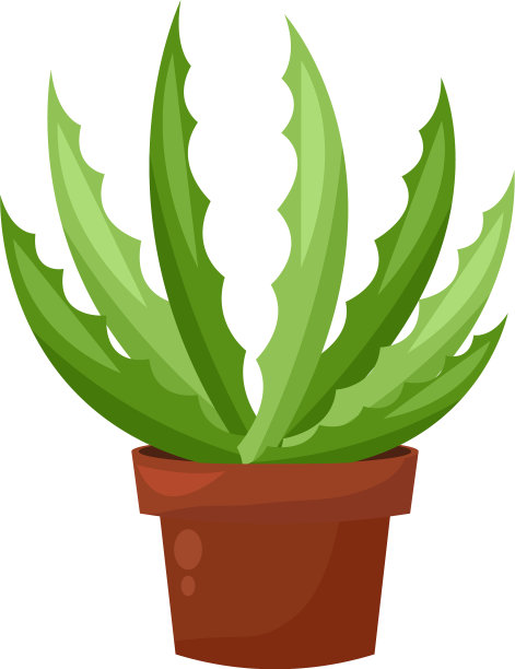 绿色仙人掌盆景家花园植物室内植物图片下载