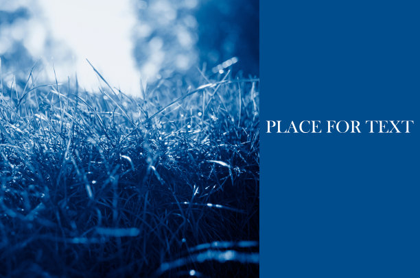 新修剪的草坪上的草是经典的蓝色。流行色中多汁的色调。复制空间布局设计。宏观照片。图片下载