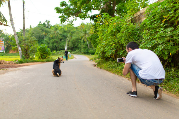 一个人给一只狗拍了张照片，它坐在路中间，看着半个转弯图片下载