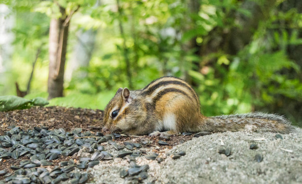 特写的花栗鼠与一堆种子的背景绿树在野外图片下载