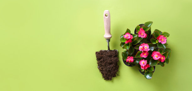 春天的花在花盆和花园铲土在绿色的背景。副本的空间。前视图。图片下载