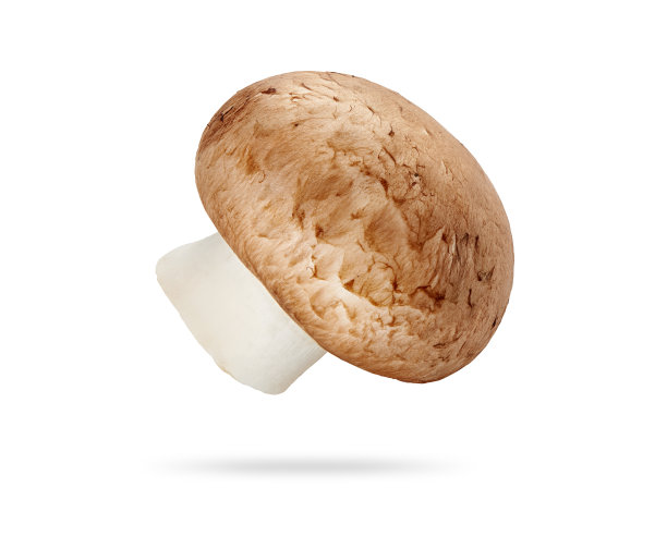 香菇孤立在白色与修剪路径图片下载