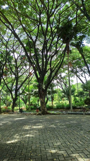 绿树与混凝土铺装下的库存照片图片下载