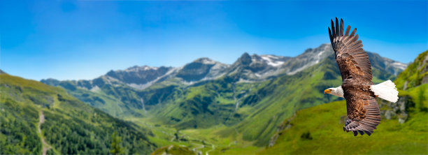 在一个阳光明媚的日子里，阿德勒展开翅膀在高海拔飞行。图片下载