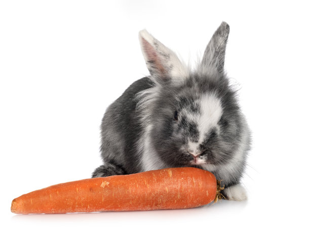 侏儒兔图片下载