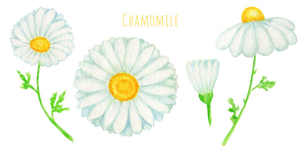 水彩雏菊洋甘菊花插图。手绘植物草本孤立在白色背景。一套洋甘菊白花，花蕾，绿叶，茎。野生植物园开花图片下载