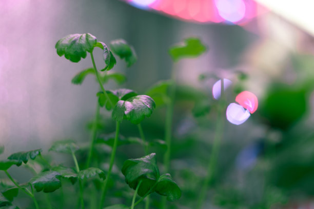 苗木上的花，背景上五颜六色的散景。园艺。彩色led条的人工献祭。图片下载