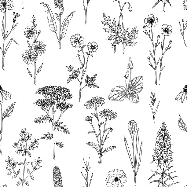 手绘草甸花卉无缝图案。矢量插图在素描风格图片下载