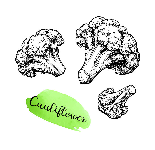 花椰菜的水墨素描。图片下载