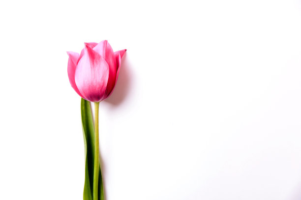 白色孤立背景上的红色或粉色郁金香。春天概念，母亲节。图片下载