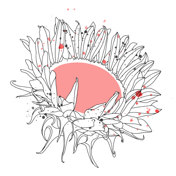 矢量图形插图手绘美丽的花，孤立的向日葵，黑白颜色与inc斑点，滴。线条艺术素描、美术素描。打印卡片，背景图片下载