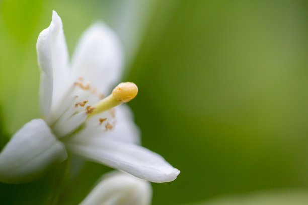 柑橘unshiu图片下载