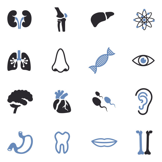 人体解剖学图标。双色调平面设计。矢量插图。图片下载