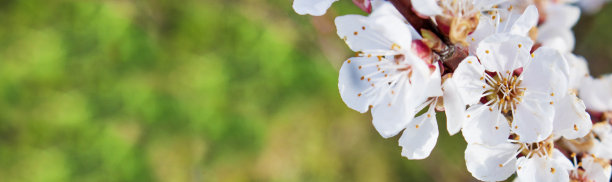 春天的第一朵花是杏树，在春光明媚的背景下绽放。果树。自然的觉醒。早春。夏天。横幅。本空间图片下载