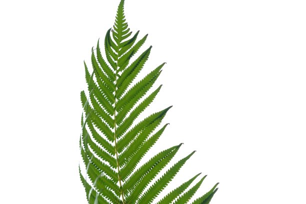 热带蕨类叶子在白色孤立的背景为绿色树叶背景和复制空间图片下载