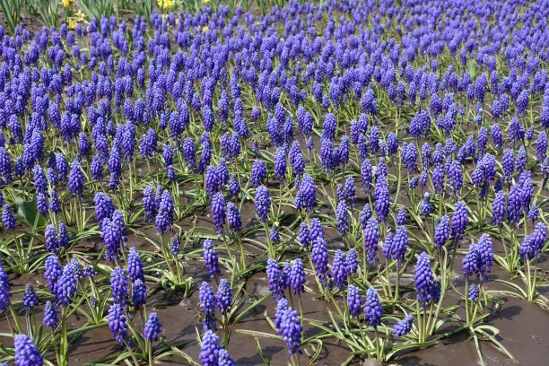 床上花-紫罗兰亚美尼亚葡萄风信子在四月图片下载