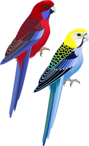 vector澳大利亚鹦鹉淡头罗塞拉和深红罗塞拉图片下载