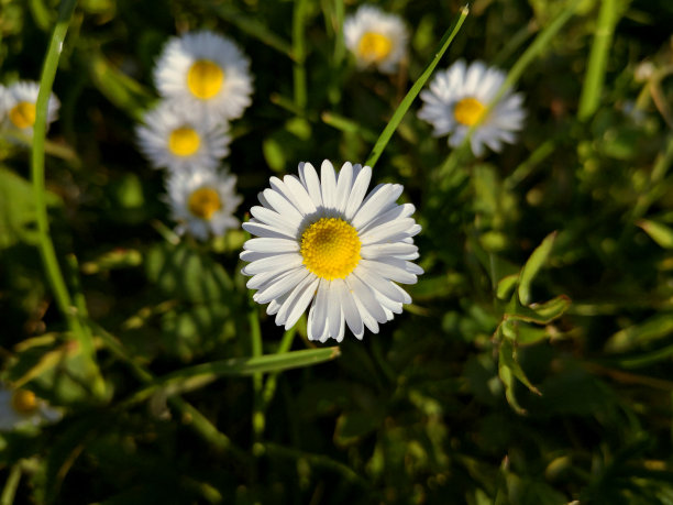 小玛格丽特花在阳光明媚的春天在其他雏菊花朦胧的背景图片下载