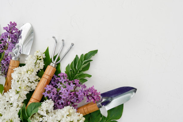 白色的桌子上放着带花、丁香和绿叶的园艺工具。本空间图片下载