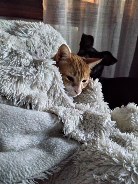 猫和狗图片下载