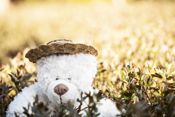 玩具熊的形象帽子花园图片下载