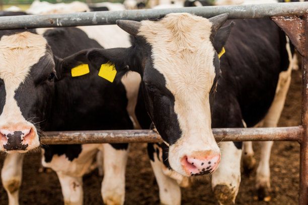 一头公牛的头(特写)正在成长的公牛幼崽被屠宰。图片下载