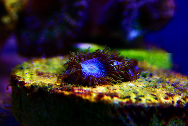 蓝蓝的加勒比海珊瑚虫-罕见的蓝色珊瑚虫群珊瑚图片下载