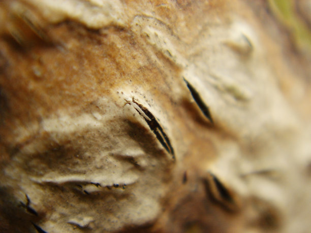 树皮特写镜头图片下载