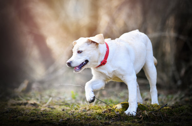 拉布拉多寻回犬幼犬在森林温暖的背光。图片下载