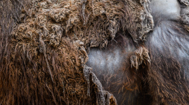骆驼真实的皮肤或纹理背景。图片下载