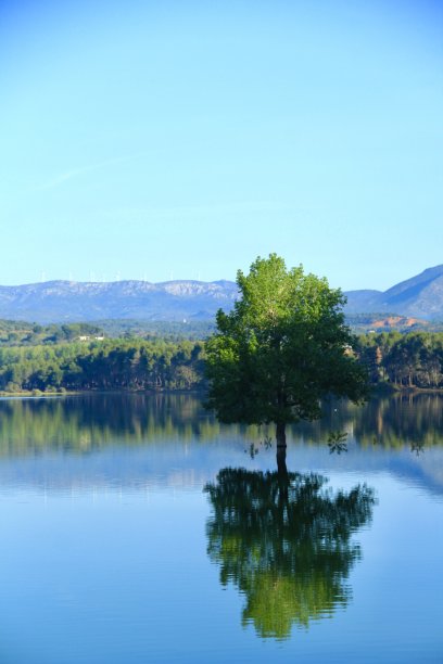 树在水里图片下载