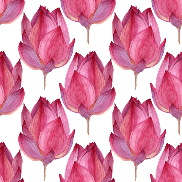 无缝图案与水彩手绘粉色和紫色钮扣花荷花在白色背景艺术创意纺织包装素材图片