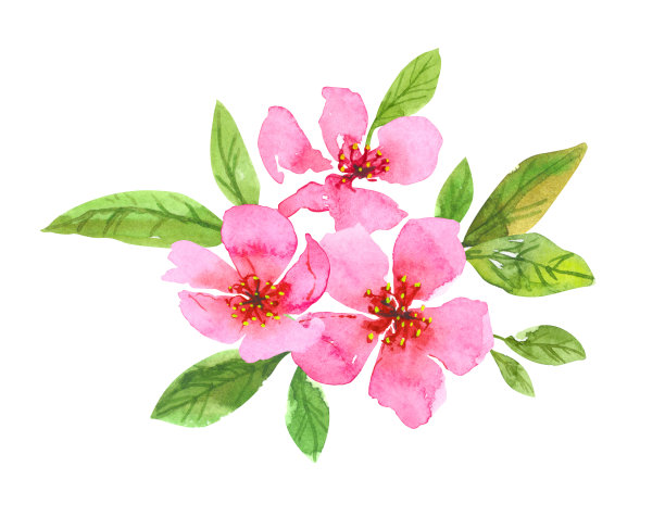 水彩樱花花圈。樱花美丽的春天的花艺。彩色插图孤立在白色背景图片下载