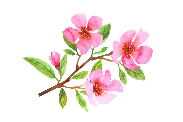 水彩樱花花圈。樱花美丽的春天的花艺。彩色插图孤立在白色背景图片下载