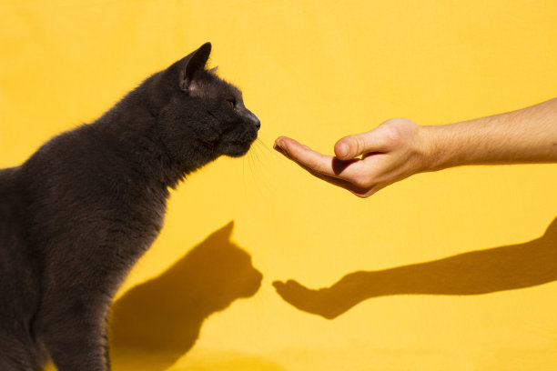 奇怪的猫图片下载