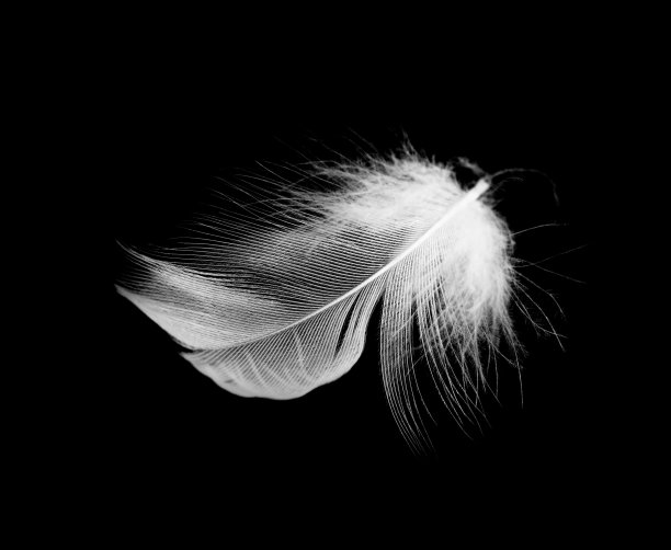 美丽的白色羽毛漂浮在空气中孤立的黑色背景图片下载