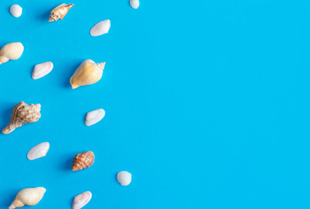 创造性的各种贝壳图案在柔和的蓝色背景与复制空间。夏天平。图片下载
