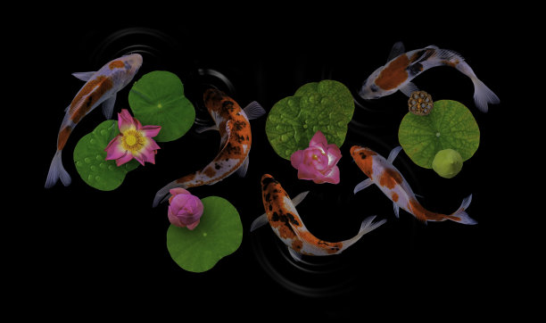 锦鲤游与睡莲花盛开图片下载