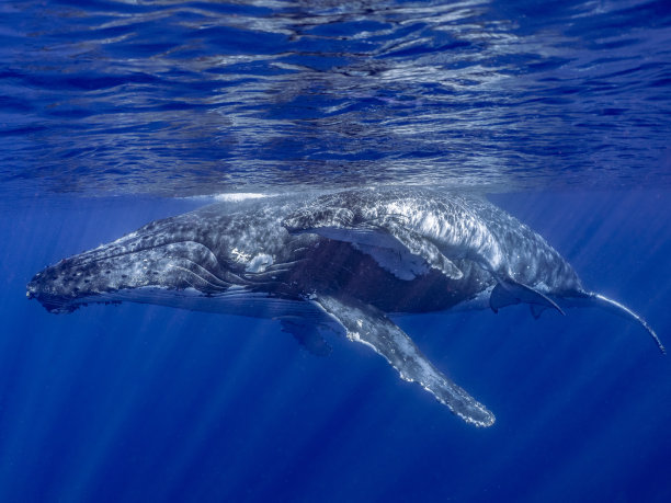 座头鲸妈妈和她的孩子在水下图片下载