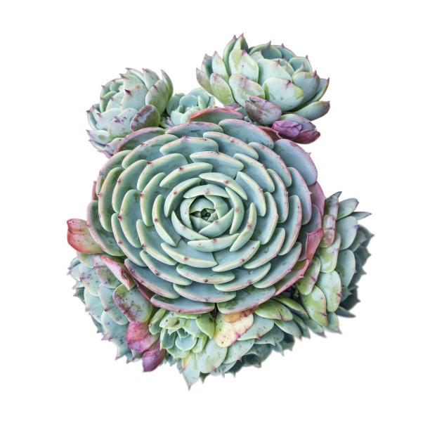 小型肉质植物孤立图片下载