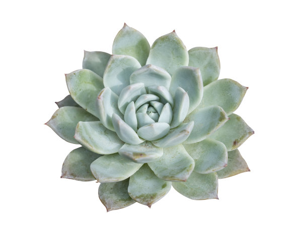 小型肉质植物孤立图片下载