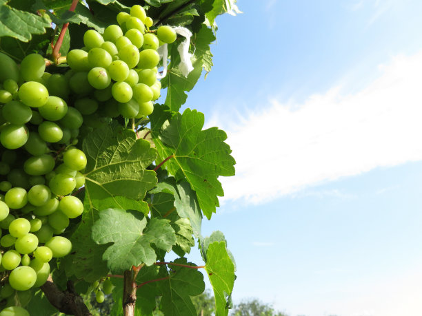 绿色的葡萄园，葡萄与叶子生长在蓝天背景图片下载