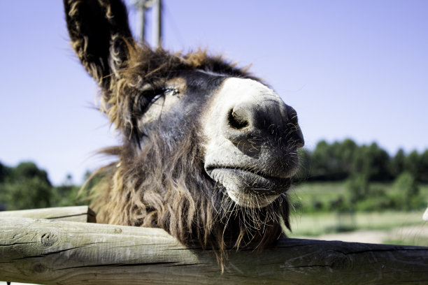 农场上的驴子图片下载