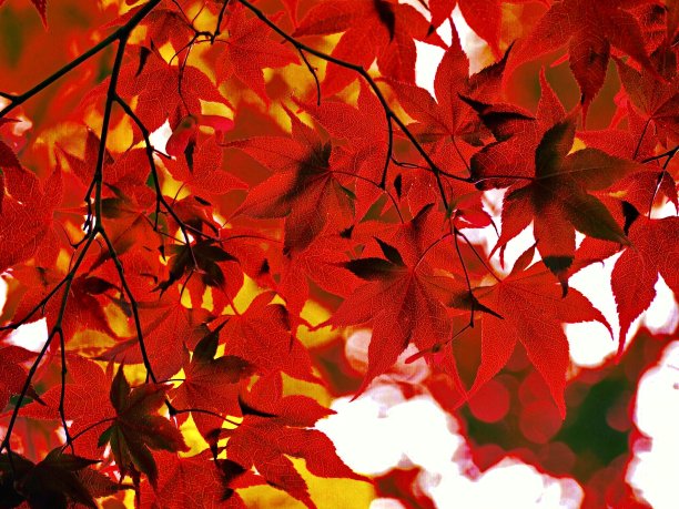 日本枫树图片下载