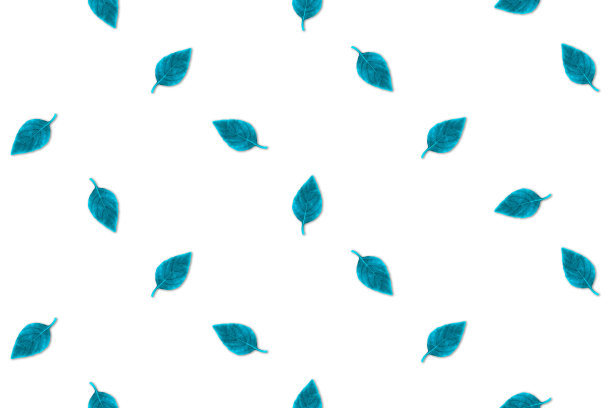 白色背景上的蓝色小叶子的无缝图案。没完没了的背景。色调绿松石罗勒叶。俯视图，平放。图片下载