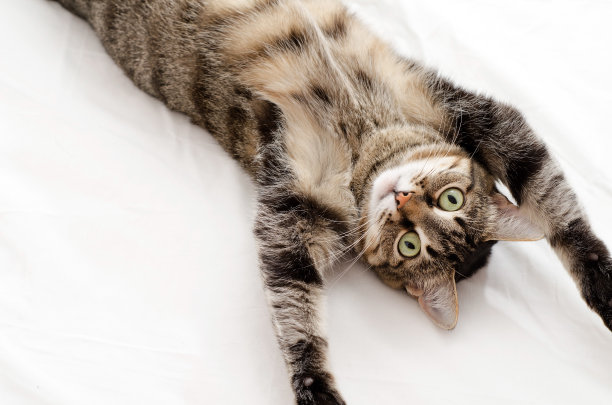 这只猫趴在白色的背景上，爪子朝上，看着镜头。有趣，可爱的宠物，孤立，水平背景图片下载