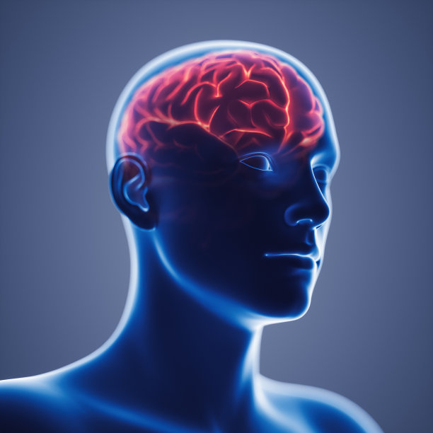 人类大脑的x射线视图素材图片